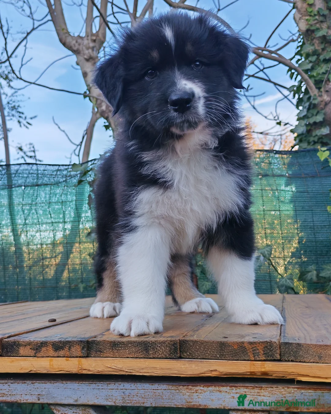 Australian Shepherd cani in vendita: Amorevoi Cuccioli Pastore Australiano (Aussi) - Annuncio 9