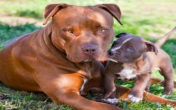 Pitbull cani in vendita: Ultimi tre cuccioli di Pitbull disponibili subito a Provincia di Varese - Immagine 4