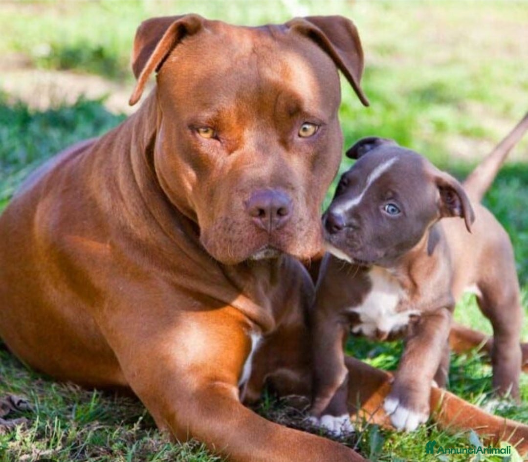 Pitbull cani in vendita: Ultimi tre cuccioli di Pitbull disponibili subito a Provincia di Varese - Immagine 4