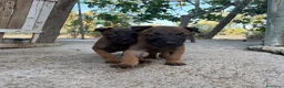 Pastore Belga cani in vendita: Cucciolo Pastore Belga Malinois - Annuncio 13