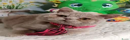 British gatti in vendita: British Shorthair Kuma  - Annuncio 8