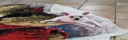 Chihuahua cani in vendita: Cucciola Chihuahua  - Annuncio 6