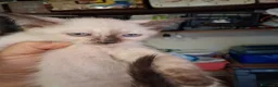 Siamese gatti in vendita: Siamesi - Annuncio 4