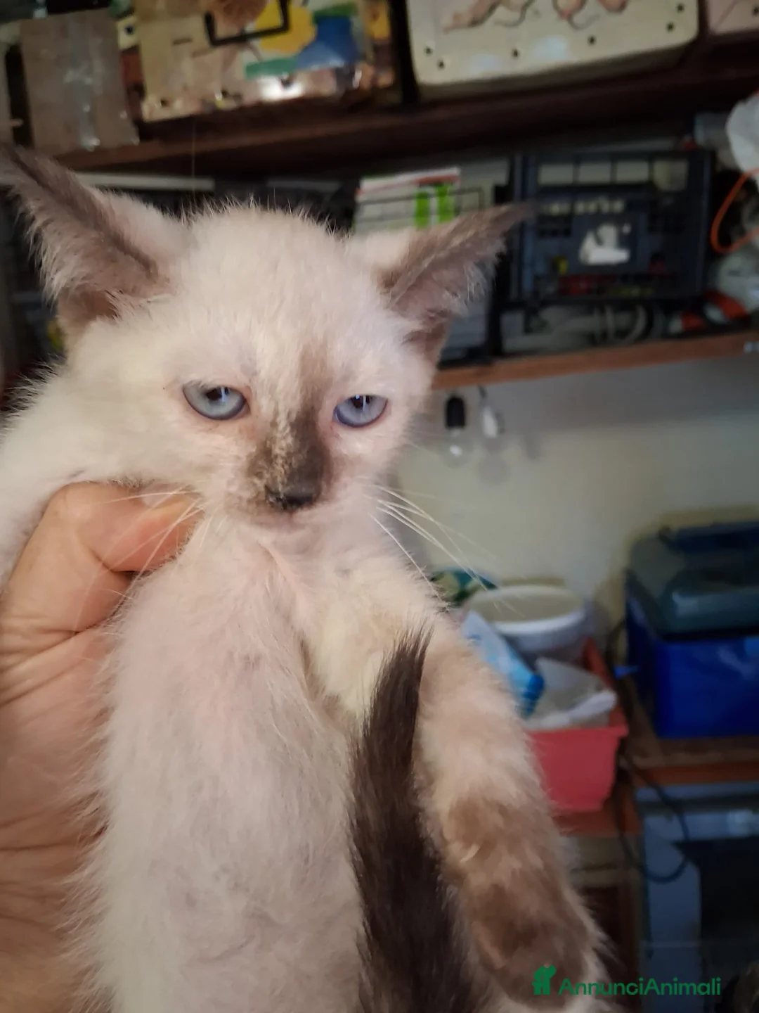 Siamese gatti in vendita: Siamesi - Annuncio 4