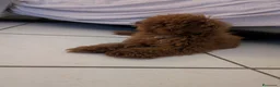 Barboncino Toy cani in vendita: Barboncino Toy  a Provincia di Caserta - Annuncio 3