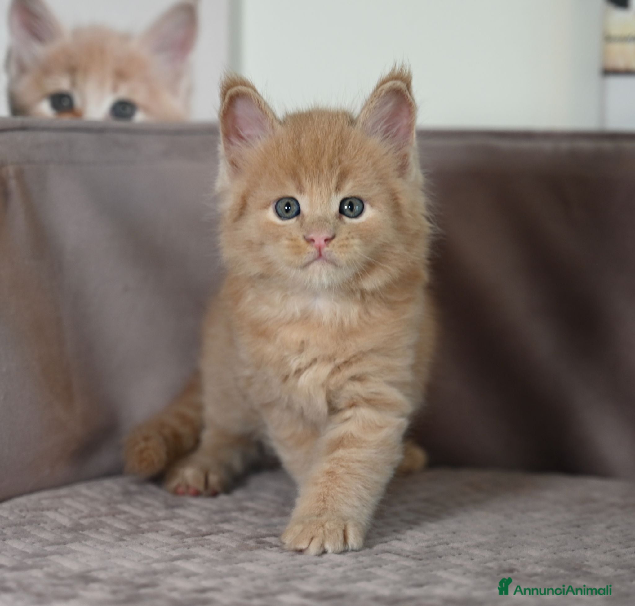 Maine Coon gatti 🏆 Top Cuccioli MCO ❤️ - Annuncio 1