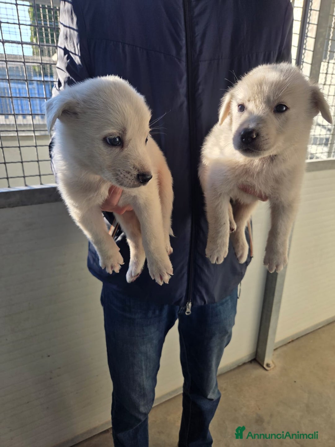 Golden Retriever cani in regalo: Splendidi cuccioli simil golden retriever  - Annuncio 3