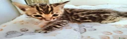 Bengala gatti in vendita: Gattini Bengala bellissimi - Annuncio 8