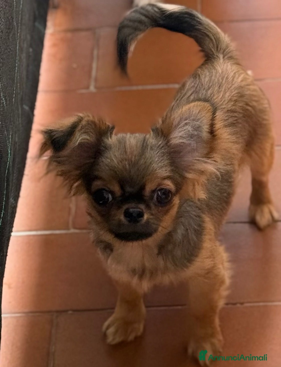 Chihuahua cani in vendita: Chihuahua mini - Annuncio 2