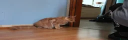 Maine Coon gatti in vendita: torna disponibile maine coon cucciolo  - Annuncio 8