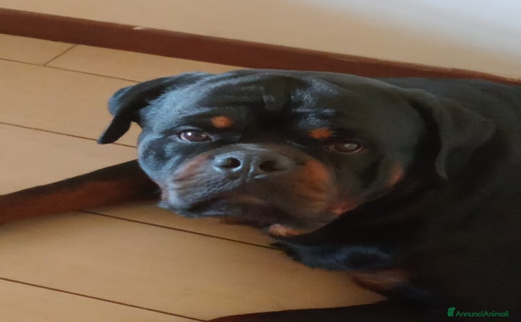 Rottweiler cani a Provincia di Cremona - Annuncio 1