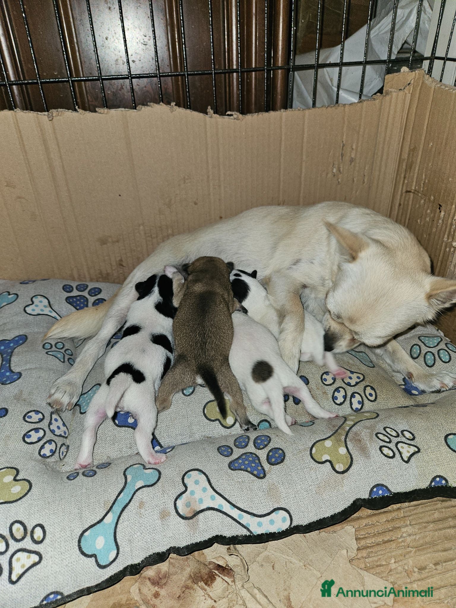 Chihuahua cani Chihuahua toy  - Annuncio 14