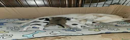 Chihuahua cani in vendita: Chihuahua toy  a Città metropolitana di Milano - Annuncio 1