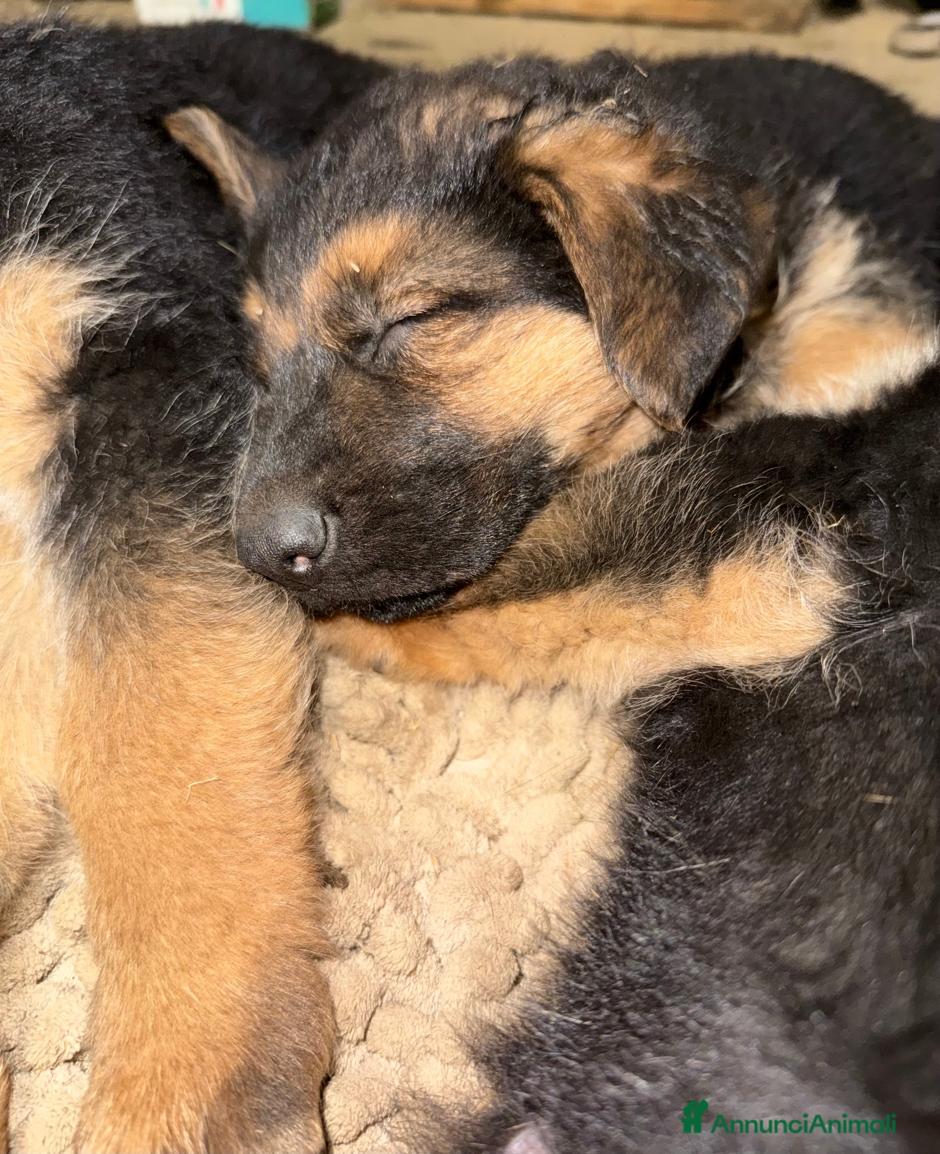 Pastore Tedesco cani Cuccioli di Pastore Tedesco - Annuncio 2