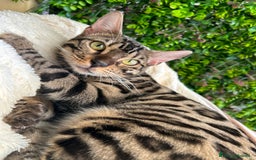 Bengala gatti in vendita: Gattina bengala colorazione WILD a Rome - Immagine 5
