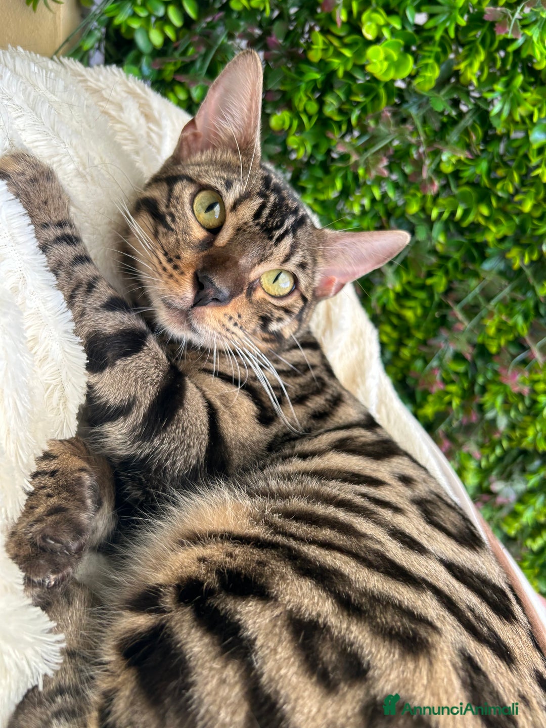 Bengala gatti in vendita: Gattina bengala colorazione WILD a Rome - Immagine 5