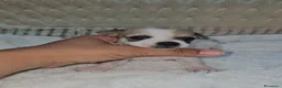 Chihuahua cani in vendita: Chihuahua maschio toy a Città Metropolitana di Bologna - Annuncio 5