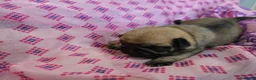 Carlino cani in vendita: Cuccioli carlino con pedigree ENCI  - Annuncio 14