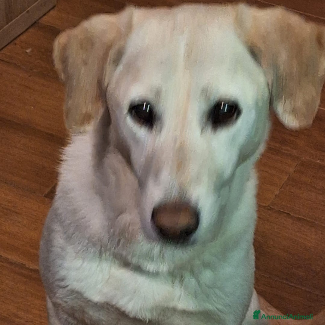 Meticcio cani in regalo: Femmina 10anni RINUNCIA DI PROPRIETÀ!!! MILANO a Città metropolitana di Milano - Annuncio 1