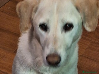 Meticcio cani Femmina 10anni RINUNCIA DI PROPRIETÀ!!! MILANO a Città metropolitana di Milano - Annuncio 8