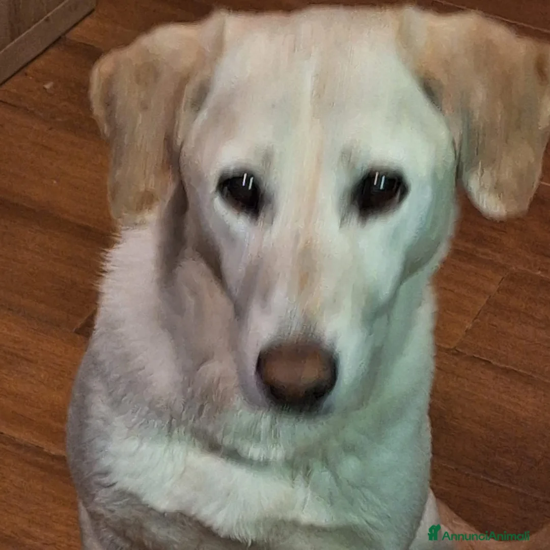 Meticcio cani in regalo: Femmina 10anni RINUNCIA DI PROPRIETÀ!!! MILANO a Città metropolitana di Milano - Annuncio 1