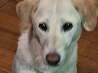 Meticcio cani Femmina 10anni RINUNCIA DI PROPRIETÀ!!! MILANO a Città metropolitana di Milano - Annuncio 11