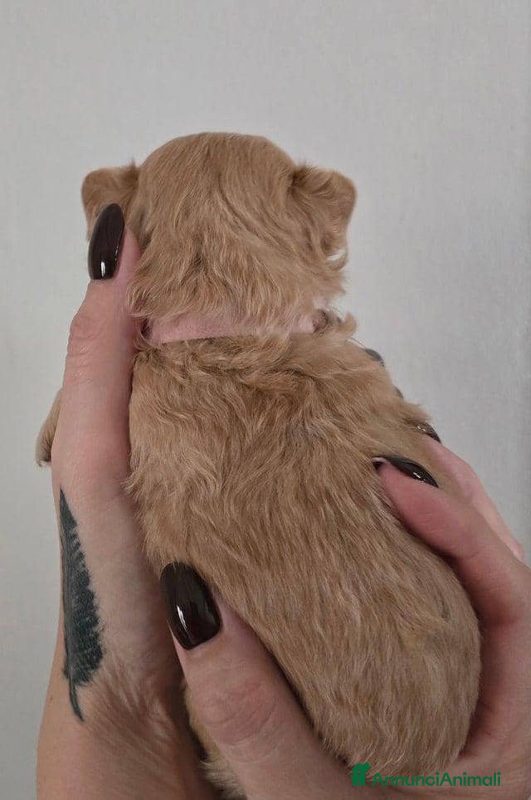 Meticcio cani in vendita: Cuccioli di Maltipoo F1 (2f) - Annuncio 7