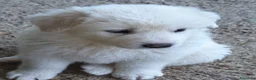 Pastore Abbruzzese Maremmano cani in vendita: Cuccioli di pastore maremmano - Annuncio 15