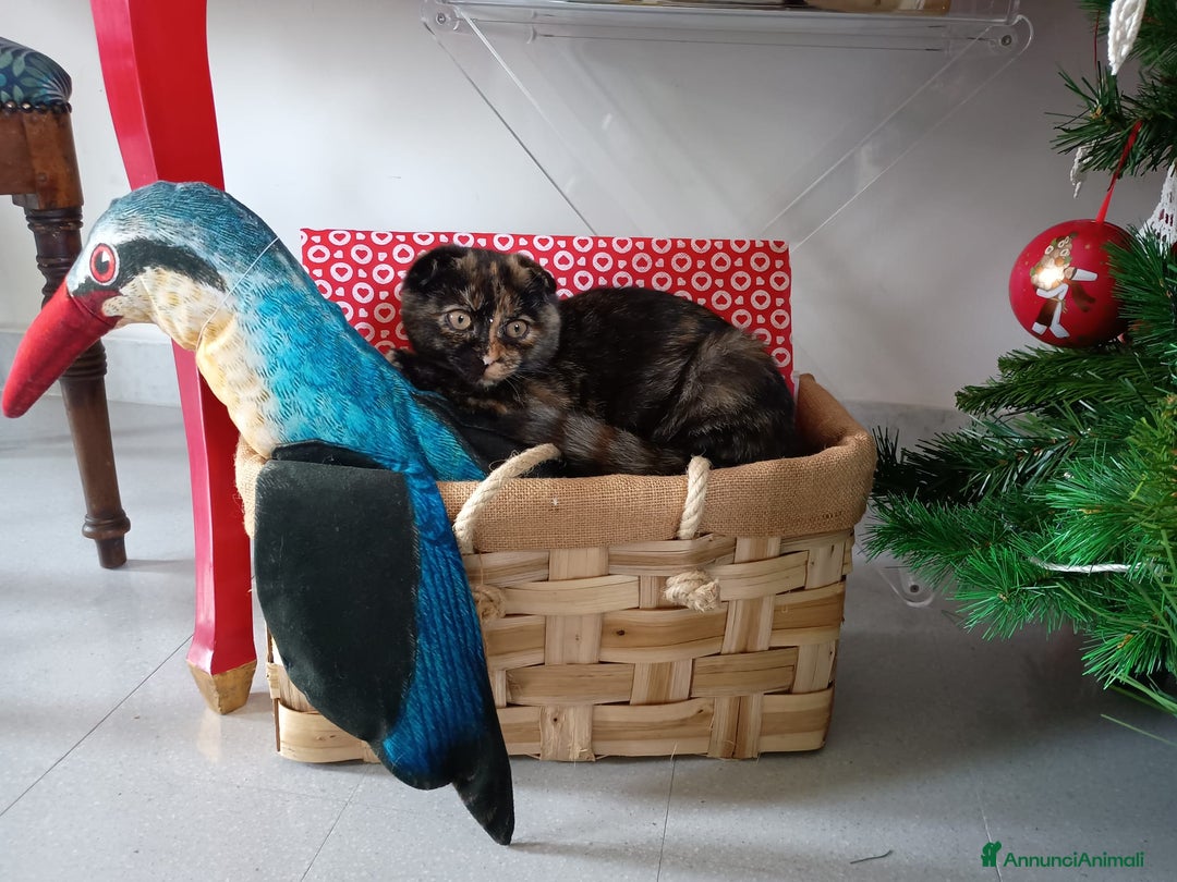 Scottish gatti in vendita: Scottish fold  - Annuncio 3