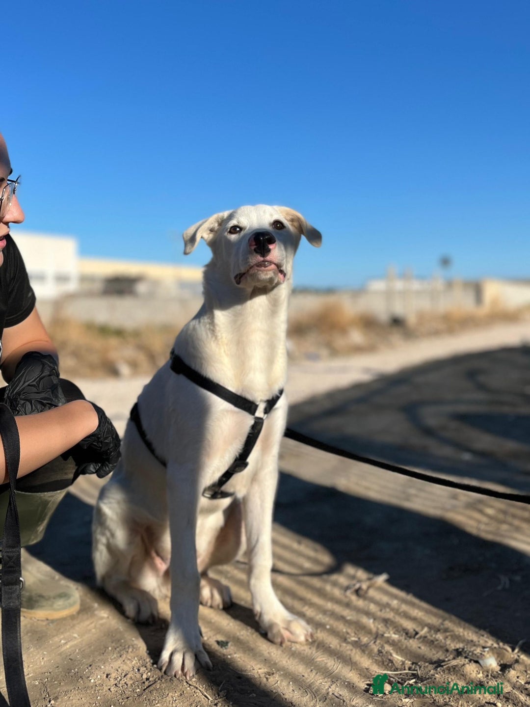 Altre razze cani in regalo: CHUCK – Cucciolo buono e socievole - Annuncio 9