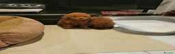 Barboncino Toy cani in vendita: Adorabili cuccioli di barboncino toy - Annuncio 7