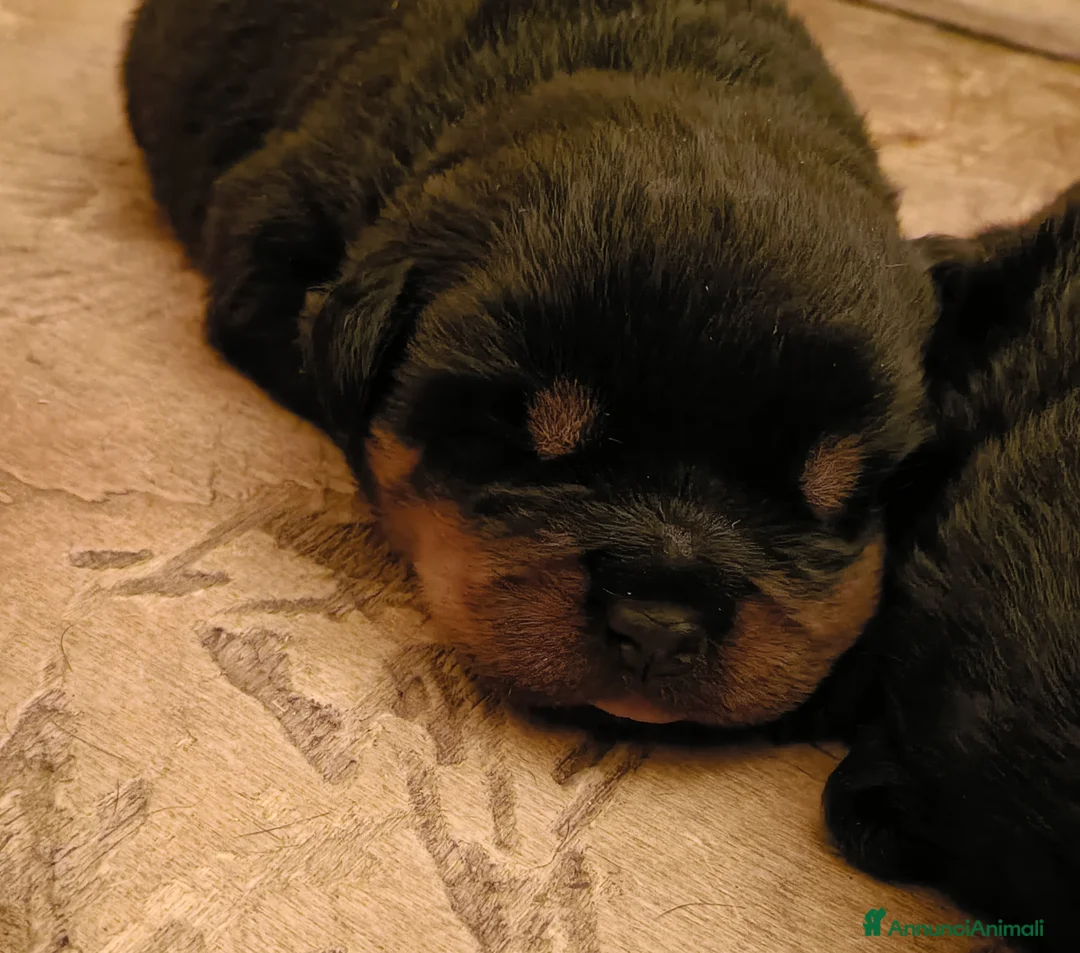 Immagine della galleria {{count}}