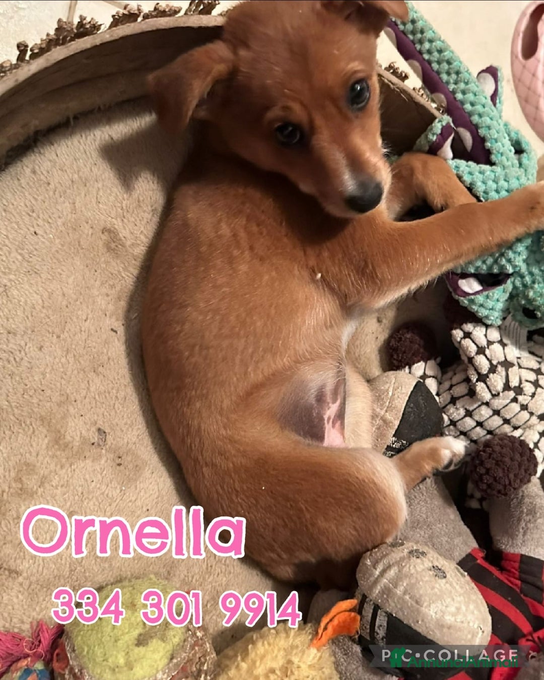 Meticcio cani in regalo: ORNELLA 🩷 -cucciola, dolcezza fatta a cagnolina😍 - Annuncio 1