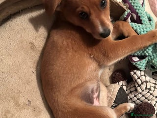 Meticcio cani ORNELLA 🩷 -cucciola, dolcezza fatta a cagnolina😍 - Annuncio 4