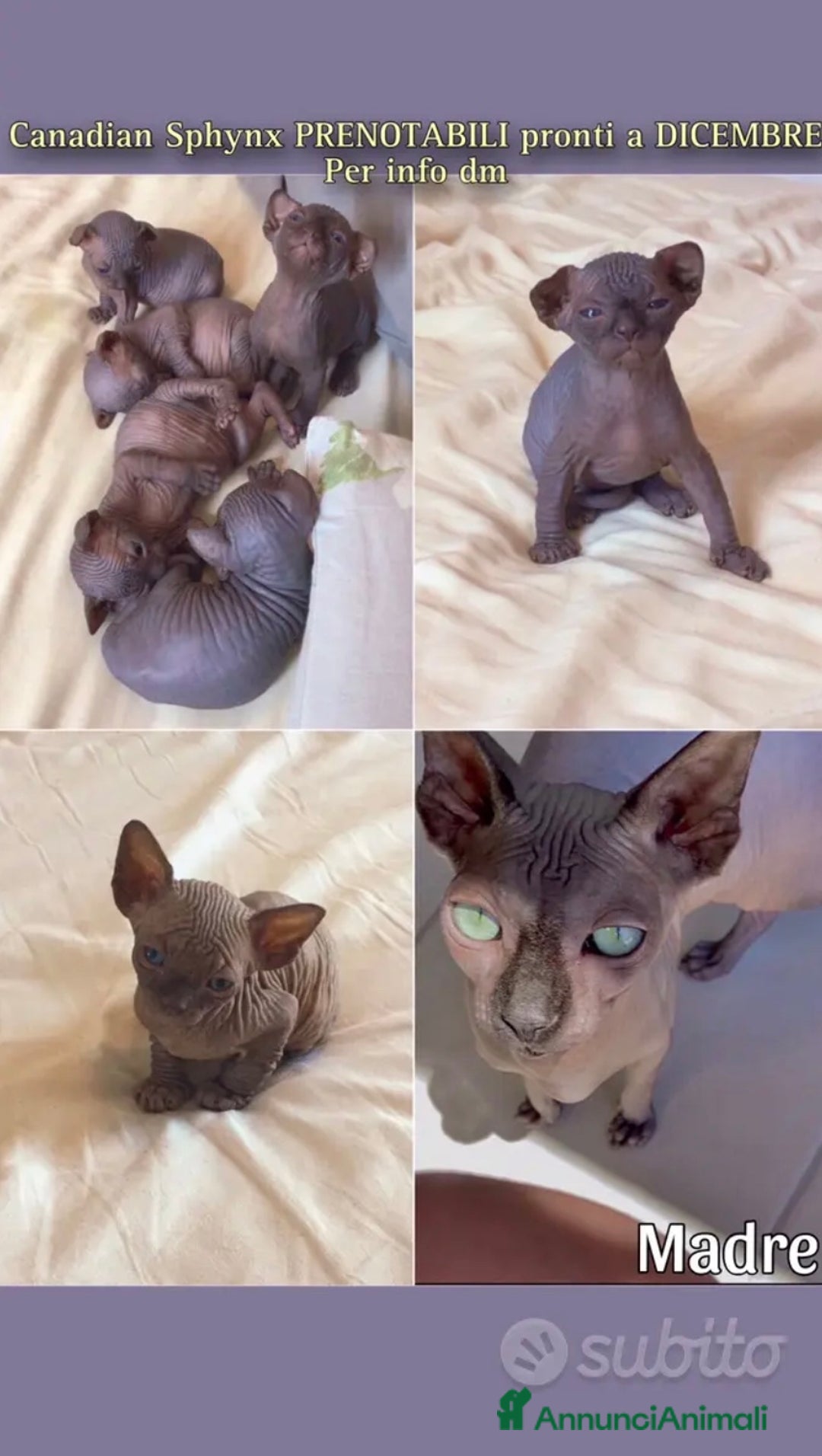 Sphynx gatti in vendita: Cuccioli di Canadian Sphynx con pedigree - Annuncio 6