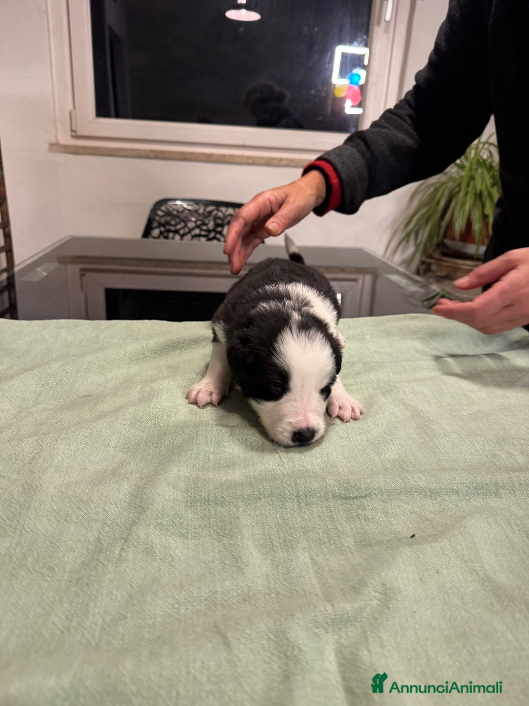 Border Collie cani in vendita: Bordei collie  - Annuncio 2