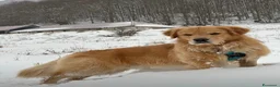Golden Retriever cani in vendita: Golden Retriever  - Annuncio 4