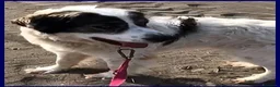 Meticcio cani in regalo: GGG un tenerone! tg grande a Provincia di Bergamo - Annuncio 1