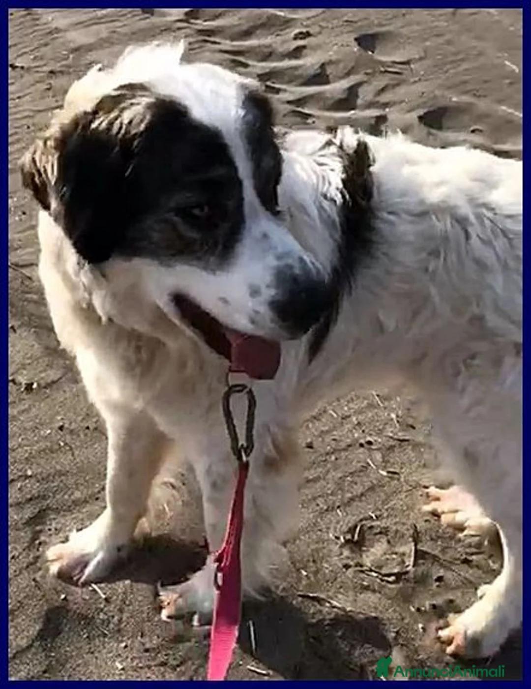 Meticcio cani in regalo: GGG un tenerone! tg grande a Provincia di Bergamo - Annuncio 1