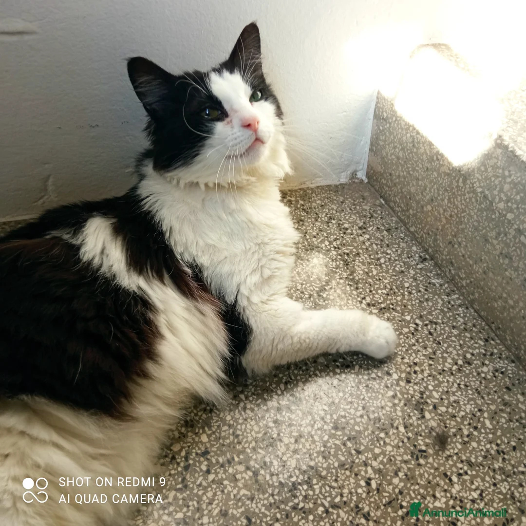 Meticcio gatti in regalo: Tobia tre anni cerca casa - Annuncio 2