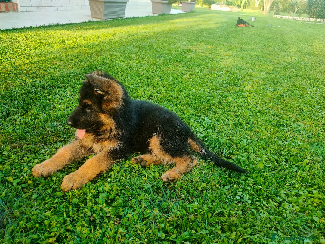 Pastore Tedesco cani in vendita: disponibili cuccioli pastore tedesco - Annuncio 2