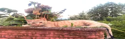 Altre razze gatti in regalo: Bellissimi Gattini arancioni cercano casa insieme  a Provincia di Frosinone - Annuncio 4