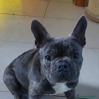 Bulldog Francese cani Shamus Cerca Famiglia. Info Monica 3890238584 - Annuncio 2