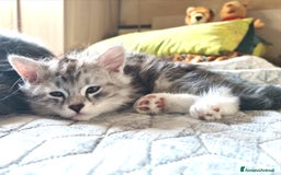 Siberiano gatti in vendita: Splendidi cuccioli siberiani Black Silver  - Immagine 5