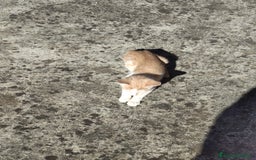 Meticcio gatti in regalo: Regalo due splendidi gattini! - Immagine 4