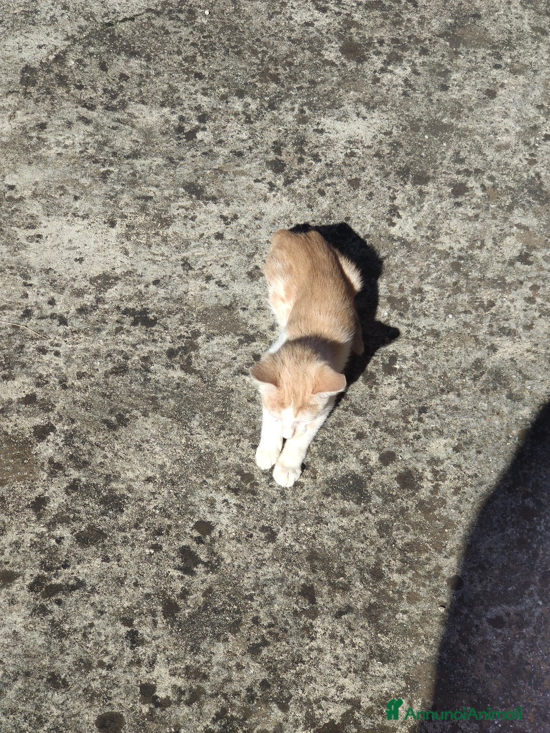 Meticcio gatti in regalo: Regalo due splendidi gattini! - Immagine 4