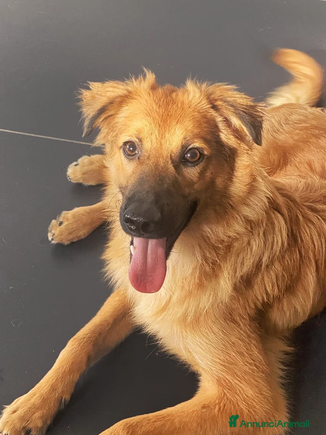 Meticcio cani in regalo: BERGAMOTTO 🩷 UN CIUFFO DI PELO E TANTA VITA a Provincia di Pesaro e Urbino - Annuncio 2