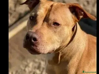 Pitbull cani Pitbull adulta salita e tornata a Napoli in canile a Città metropolitana di Milano - Annuncio 3