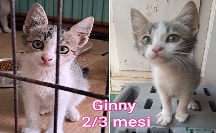 Altre razze gatti a Provincia di Vicenza - Annuncio 8
