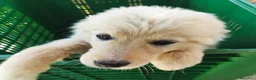 Meticcio cani in regalo: 3mix pastorini 3mesi salvati.SOS CASA SUD  - Annuncio 11